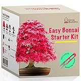 foto: jetzt Züchte dein eigenes Bonsai - Züchte einfach 4 Arten von Bonsai-Bäumen mit unserem kompletten, anfängerfreundlichen Starter-Samen-Set - Geschenk set, Einzigartige Geschenkidee Online, bester Preis 16,95 € neu 2024-2023 Bestseller, Rezension
