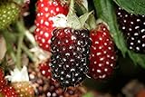 photo: You can buy Hello Organics Boysenberry Plants Original Price Includes Four (4) Plants online, best price $25.49 new 2024-2023 bestseller, review