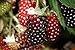 photo Hello Organics Boysenberry Plants Original Price Includes Four (4) Plants 2024-2023