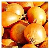 photo: buy 250 Utah Yellow Sweet Spanish Onion Seeds | Non-GMO | Fresh Garden Seeds | Instant Latch online, best price $6.95 new 2022-2021 bestseller, review