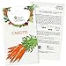 photo Graines de carotte (Daucus carota), graines de carotte à cultiver OwnGrown, graines pour environ 800 plants de la variété Nantaise 2 2024-2023