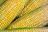 photo: You can buy Peaches & Cream Sweet Corn Non-GMO Seeds - 4 Oz, 500 Seeds - by Seeds2Go online, best price $14.32 ($3.58 / Ounce) new 2024-2023 bestseller, review