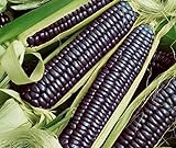 photo: You can buy David's Garden Seeds Corn Dent Blue Hopi 3448 (Blue) 50 Non-GMO, Heirloom Seeds online, best price $4.45 new 2024-2023 bestseller, review