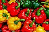 photo: You can buy Bell Pepper, California Wonder Pepper Seeds, Heirloom, 25 Seeds, Delicious Large Peppers online, best price $1.99 ($0.08 / Count) new 2024-2023 bestseller, review
