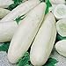 foto weiße Gurke 25 x Samen aus Portugal in 100% Natur-Qualität super frischer Geschmack ohne Chemie! 2024-2023