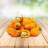 foto: jetzt Habanero Orange 25 x Samen aus Portugal 100% Natürlich ohne Chemische Anzuchthilfe oder Gentechnik Online, bester Preis 2,99 € (2,99 € / stück) neu 2024-2023 Bestseller, Rezension