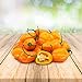 foto Habanero Orange 25 x Samen aus Portugal 100% Natürlich ohne Chemische Anzuchthilfe oder Gentechnik 2023-2022
