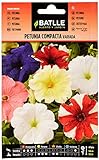 foto: comprar Semillas Batlle - Petunia Compacta VARIADA, Multicolor on-line, mejor precio 1,88 € nuevo 2024-2023 éxito de ventas, revisión