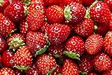 photo: You can buy David's Garden Seeds Fruit Strawberry Red Wonder 3117 (Red) 50 Non-GMO, Heirloom Seeds online, best price $4.45 new 2024-2023 bestseller, review