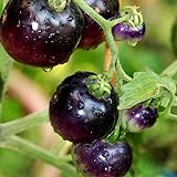 foto: jetzt Tomato Schwarze ''Black Pirat'' 25 x Samen aus Portugal 100% Natursamen ohne chemische Anzuchthilfen oder Gentechnik Online, bester Preis 2,99 € (299,00 € / kg) neu 2024-2023 Bestseller, Rezension