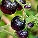 foto Tomato Schwarze ''Black Pirat'' 25 x Samen aus Portugal 100% Natursamen ohne chemische Anzuchthilfen oder Gentechnik 2024-2023