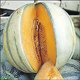 photo: acheter Melon charentais 30 graines Il est un melon européen classique en ligne, meilleur prix 4,39 € nouveau 2024-2023 best-seller, examen