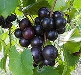photo: You can buy Cutdek 20 Seeds Muscadine Grape Vitis rotundifolia E165, Great Home Orchards online, best price $18.99 new 2024-2023 bestseller, review