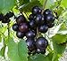 photo Cutdek 20 Seeds Muscadine Grape Vitis rotundifolia E165, Great Home Orchards 2022-2021