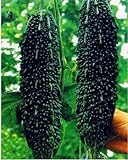 photo: You can buy Black Bitter Melon Seeds for Planting, 10 Seeds - Dark Jade Bitter Melon - Ships from Iowa, USA online, best price $9.96 ($0.20 / Count) new 2024-2023 bestseller, review
