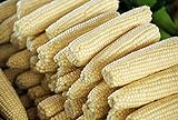 photo: You can buy David's Garden Seeds Corn Sweet Stowell's Evergreen 6655 (White) 100 Non-GMO, Heirloom Seeds online, best price $4.45 new 2024-2023 bestseller, review