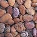 photo Jackson Wonder Butterbean Bush Lima Bean Seed Heirloom Beans 25 Count Seeds 2024-2023