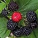 photo Black Raspberry Bush Seeds! SWEET DELICIOUS FRUIT 2024-2023