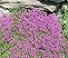 photo Thyme Creeping Thyme Bulk 15,000 Seeds Great Garden Herb by Seed Kingdom 2024-2023