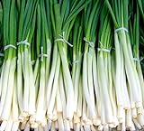 photo: You can buy Fast-Growing Bunching Onion Seeds -
