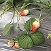 photo Heirloom Red Strawberry 200+ Seeds 2024-2023