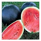 photo: buy 25 Black Diamond Watermelon Seeds | Non-GMO | Heirloom | Instant Latch Garden Seeds online, best price $6.95 new 2022-2021 bestseller, review