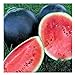 photo 25 Black Diamond Watermelon Seeds | Non-GMO | Heirloom | Instant Latch Garden Seeds 2022-2021