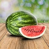 foto: jetzt Wassermelon Klondike 25 x Samen - 100% Natursamen, Superfruchtig und Herrlich Erfrischend Online, bester Preis 2,90 € neu 2024-2023 Bestseller, Rezension