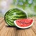 foto Wassermelon Klondike 25 x Samen - 100% Natursamen, Superfruchtig und Herrlich Erfrischend 2022-2021