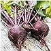 photo Long Season Lutz Beets Seeds (((50 Seed Packet))) (More Heirloom, Organic, Non GMO, Vegetable, Fruit, Herb, Flower Garden Seeds at Seed King Express) 2024-2023