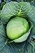 photo Burpee Brunswick Cabbage Seeds 260 seeds 2023-2022