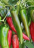 photo: You can buy 100 Anaheim Chili Pepper Seeds | Non-GMO | Fresh Garden Seeds online, best price $5.95 new 2024-2023 bestseller, review