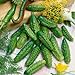 photo David's Garden Seeds Cucumber Gherkin Parisian 3348 (Green) 50 Non-GMO, Hybrid Seeds 2024-2023