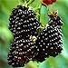 foto Nueva Negro Rojo Amarillo Frambuesas Semillas de frutas Berry Bush Rubus Jardín 20pcs 2024-2023
