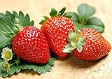 photo: You can buy 200pcs Giant Strawberry Seeds, Sweet Red Strawberry Garden Strawberry Fruit Seeds, for Garden Planting online, best price $9.90 new 2024-2023 bestseller, review