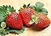 photo 200pcs Giant Strawberry Seeds, Sweet Red Strawberry Garden Strawberry Fruit Seeds, for Garden Planting 2023-2022