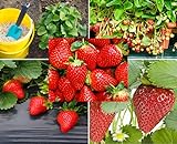 photo: You can buy 200+ Red Climbing Strawberry Seeds for Planting - Easy to Grow Everbearing Garden Fruit Seeds - Ships from Iowa, USA online, best price $8.49 ($0.03 / Count) new 2024-2023 bestseller, review