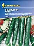 foto: jetzt Sperli Gemüsesamen Gurken Saladin, F1, grün Online, bester Preis 3,34 € neu 2024-2023 Bestseller, Rezension