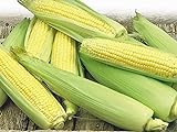 photo: You can buy Corn, Golden Bantam Yellow Corn, Heirloom, Non-GMO,20 Seeds, Delicious and Sweet Veggie online, best price $1.99 ($0.10 / Count) new 2024-2023 bestseller, review