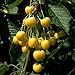 foto Obstbaum Kirsche Kirschbaum Busch Form gelb Dönissens gelbe Knorpelkirsche - hochwertige Baumschul Qualität direkt vom Fachhändler 2024-2023