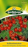 foto: jetzt Quedlinburger Tomate 'Balconi Red', 1 Tüte Samen Online, bester Preis 3,19 € (0,13 € / stück) neu 2024-2023 Bestseller, Rezension