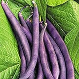 photo: You can buy Royal Burgundy Bush Bean Seeds, 30 Heirloom Seeds Per Packet, Non GMO Seeds, Isla's Garden Seeds online, best price $5.99 ($0.20 / Count) new 2024-2023 bestseller, review