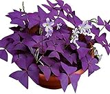 photo: You can buy Oxalis Triangularis 10 Bulbs - Purple Shamrocks Lucky Lovely Flowers Bulbs Grows Indoor or Outdoor online, best price $10.90 new 2024-2023 bestseller, review