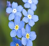 photo: You can buy Big Pack - (50,000) French Forget Me Not, Myosotis sylvatica Flower Seeds - Perennial Zone 3-9 - Flower Seeds By MySeeds.Co (Big Pack - Forget Me Not) online, best price $12.95 ($0.00 / Count) new 2024-2023 bestseller, review