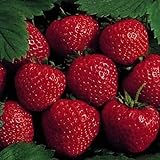 photo: You can buy 25 Earliglow Strawberry Plants - Bareroot - The Earliest Berry! online, best price $19.19 ($0.77 / Count) new 2024-2023 bestseller, review
