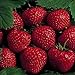 photo 25 Earliglow Strawberry Plants - Bareroot - The Earliest Berry! 2024-2023