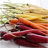 photo: You can buy David's Garden Seeds Carrot Rainbow Blend 9334 (Multi) 200 Non-GMO, Open Pollinated Seeds online, best price $3.45 new 2024-2023 bestseller, review