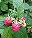 photo Polka Raspberry Bare Root - Non-GMO - Nearly THORNLESS - Produces Large, Firm Berries with Good Flavor - Wrapped in Coco Coir - GreenEase by ENROOT (4) 2024-2023