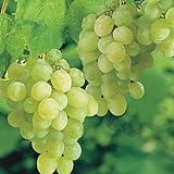 photo: You can buy Pixies Gardens Thompson Seedless Grape Vine Plant Sweet Excellent Flavored