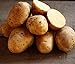 photo Golden Yukon Nuggets Heirloom Potato Seed 3lbs Virus Free Non GMO 2024-2023